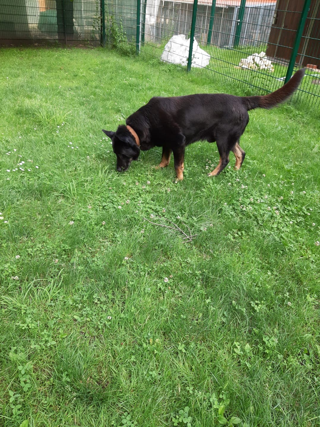 Bonzo - Deutscher Schäferhund - Bild 5