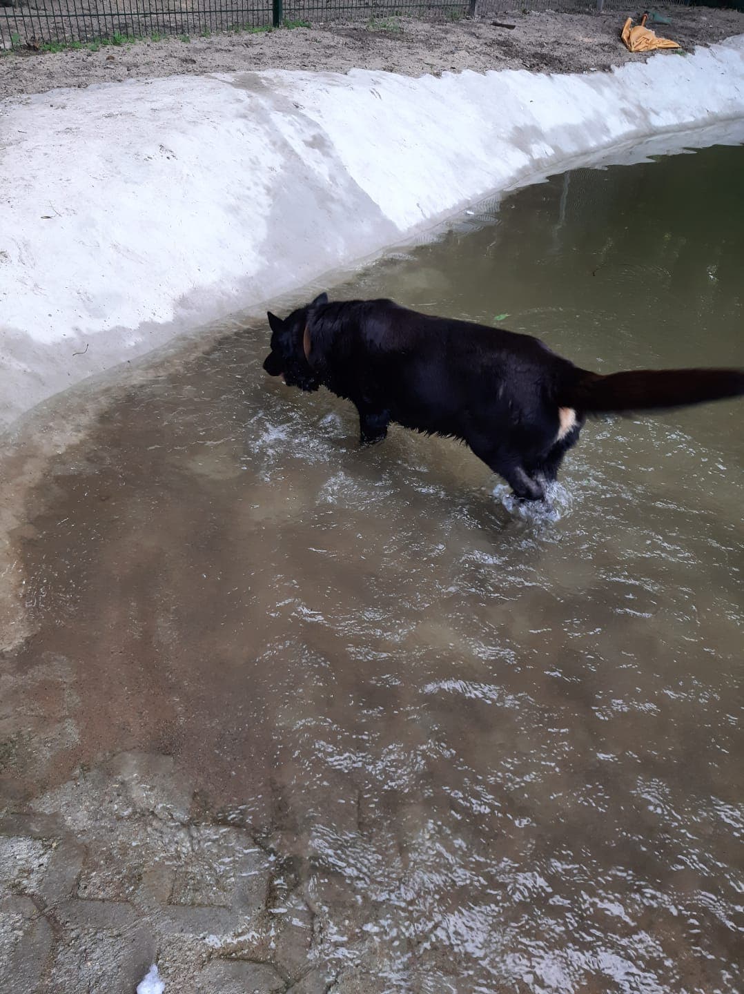 Bonzo - Deutscher Schäferhund - Bild 6