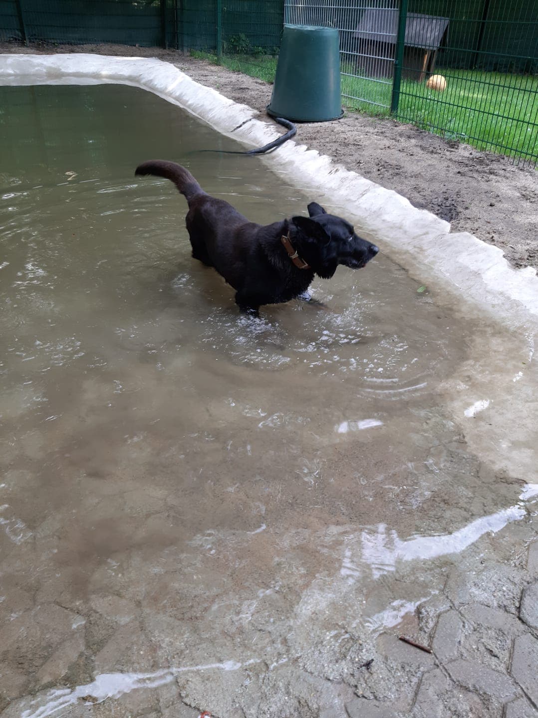 Bonzo - Deutscher Schäferhund - Bild 10