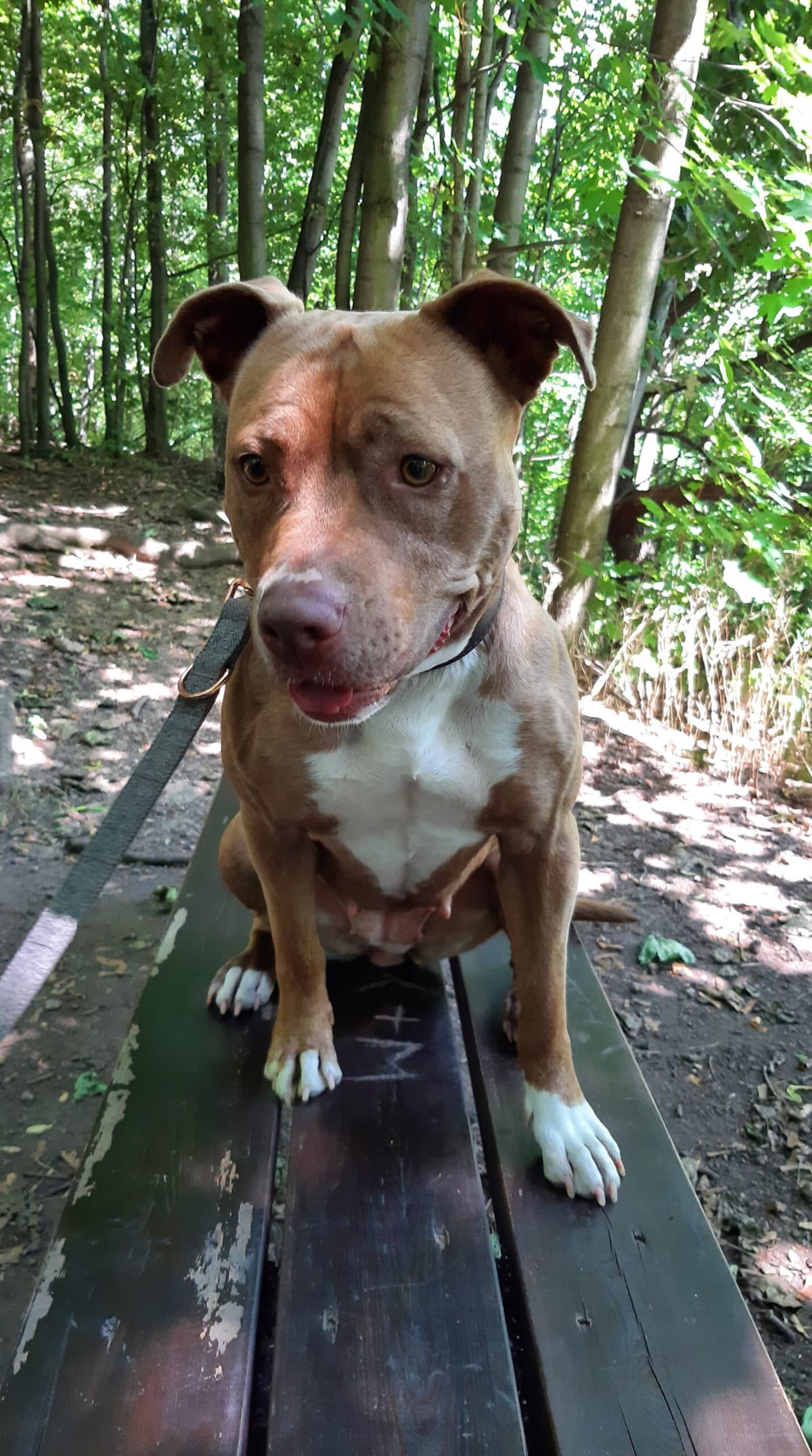 Stella - American Staffordshire Terrier - Bild 24