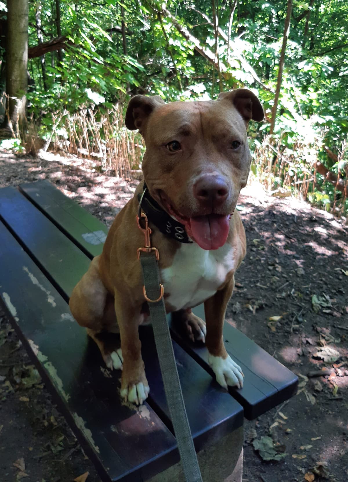 Stella - American Staffordshire Terrier - Bild 22