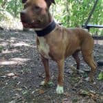 Stella - American Staffordshire Terrier - Bild 21