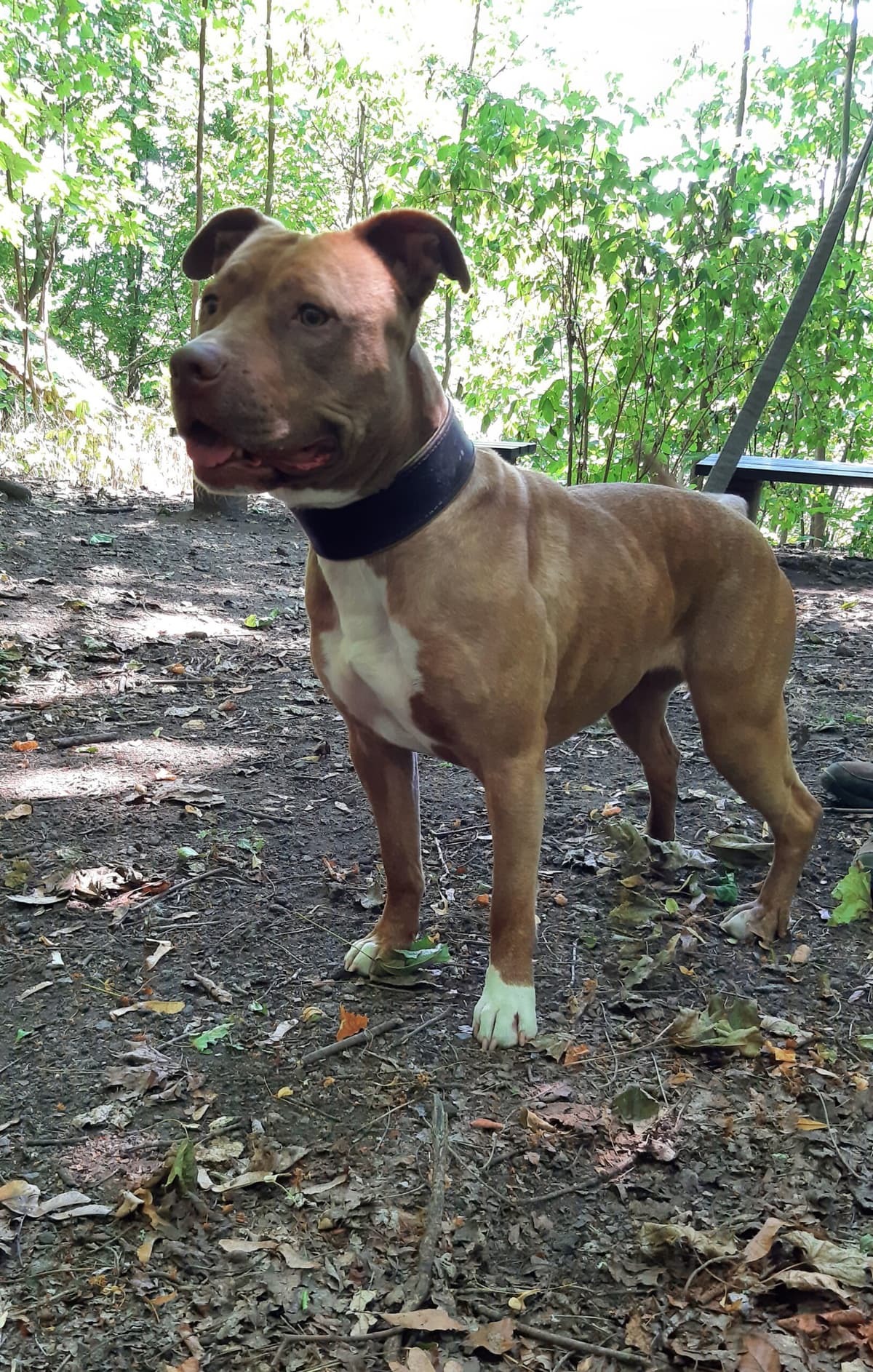 Stella - American Staffordshire Terrier - Bild 20
