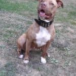 Stella - American Staffordshire Terrier - Bild 13