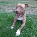 Stella - American Staffordshire Terrier - Bild 3