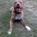 Stella - American Staffordshire Terrier - Bild 11