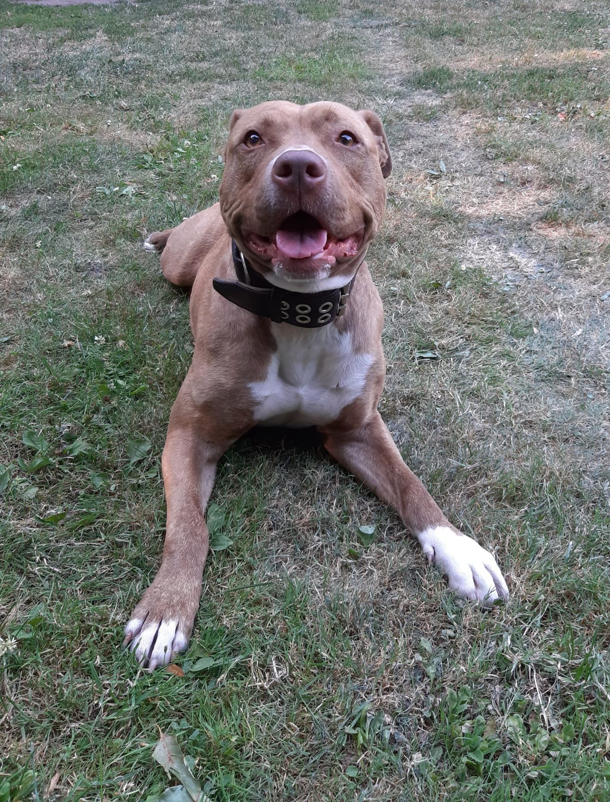 Stella - American Staffordshire Terrier - Bild 10