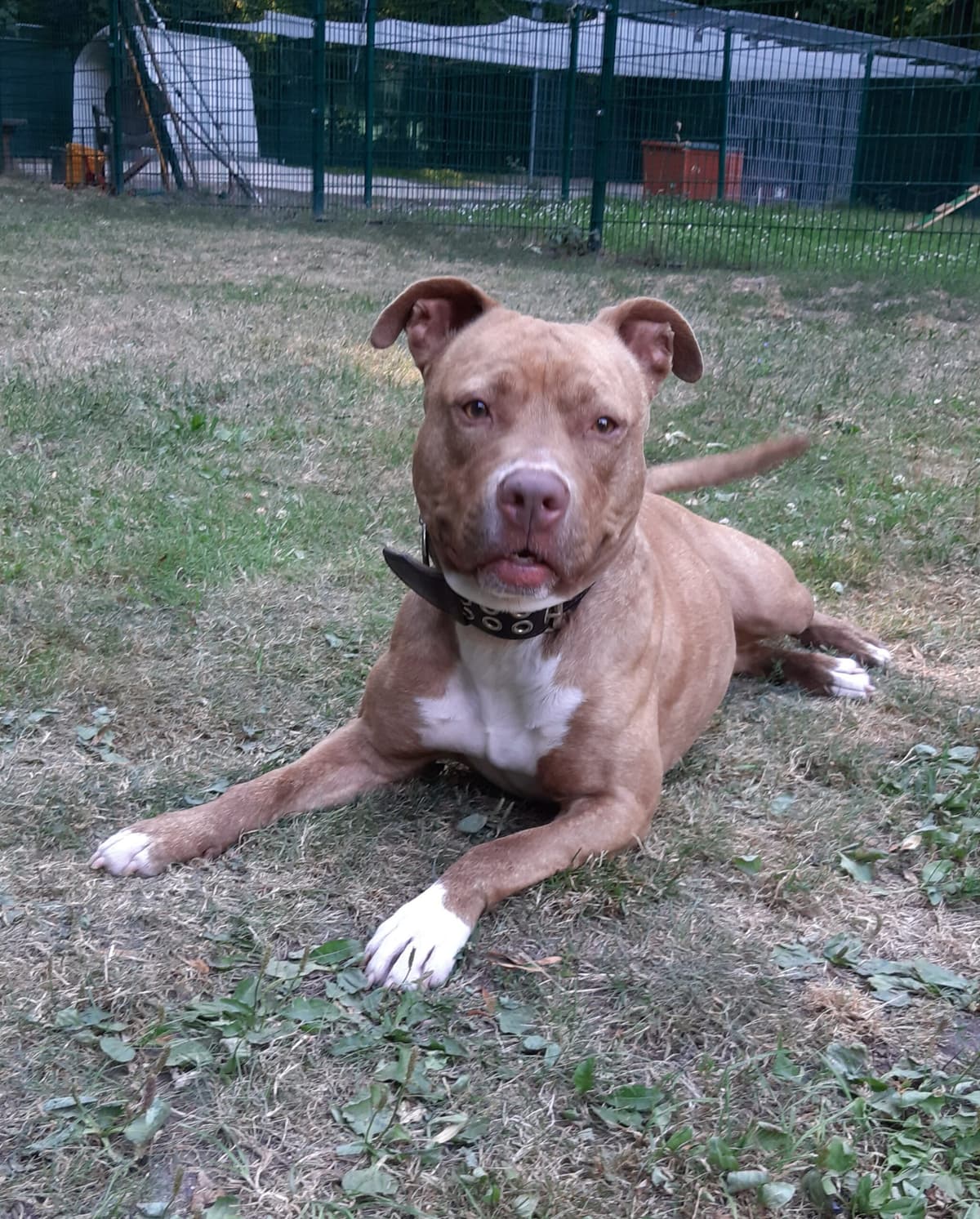 Stella - American Staffordshire Terrier - Bild 8