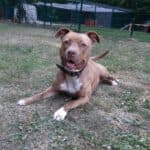 Stella - American Staffordshire Terrier - Bild 7