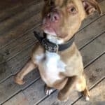 Stella - American Staffordshire Terrier - Bild 17