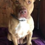 Stella - American Staffordshire Terrier - Bild 15