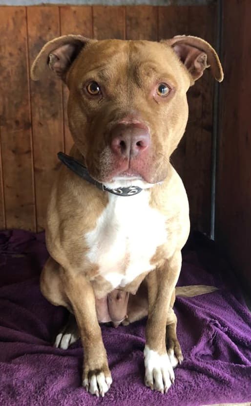 Stella - American Staffordshire Terrier - Bild 14