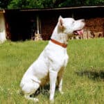 Evita - Dogo Argentino - Bild 3
