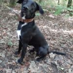 Aiko - Labrador Retriever - Bild 15