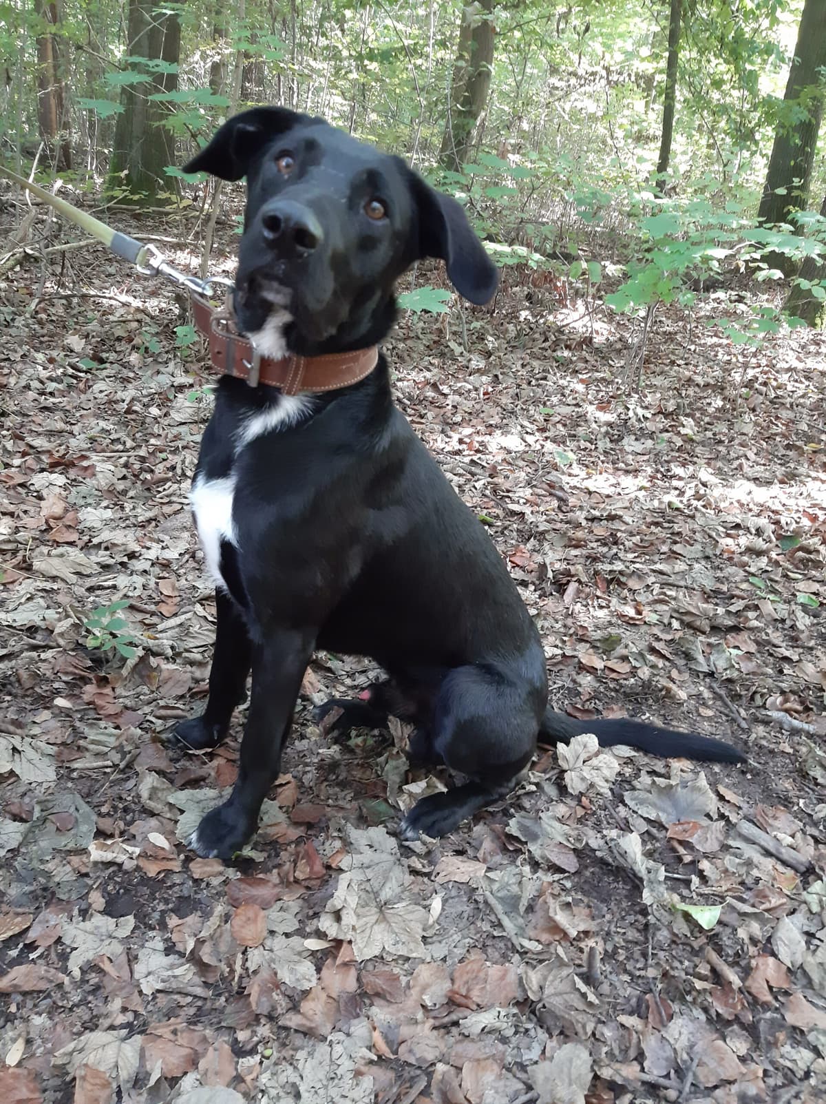 Aiko - Labrador Retriever - Bild 14