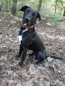 Aiko - Labrador Retriever - Bild 1