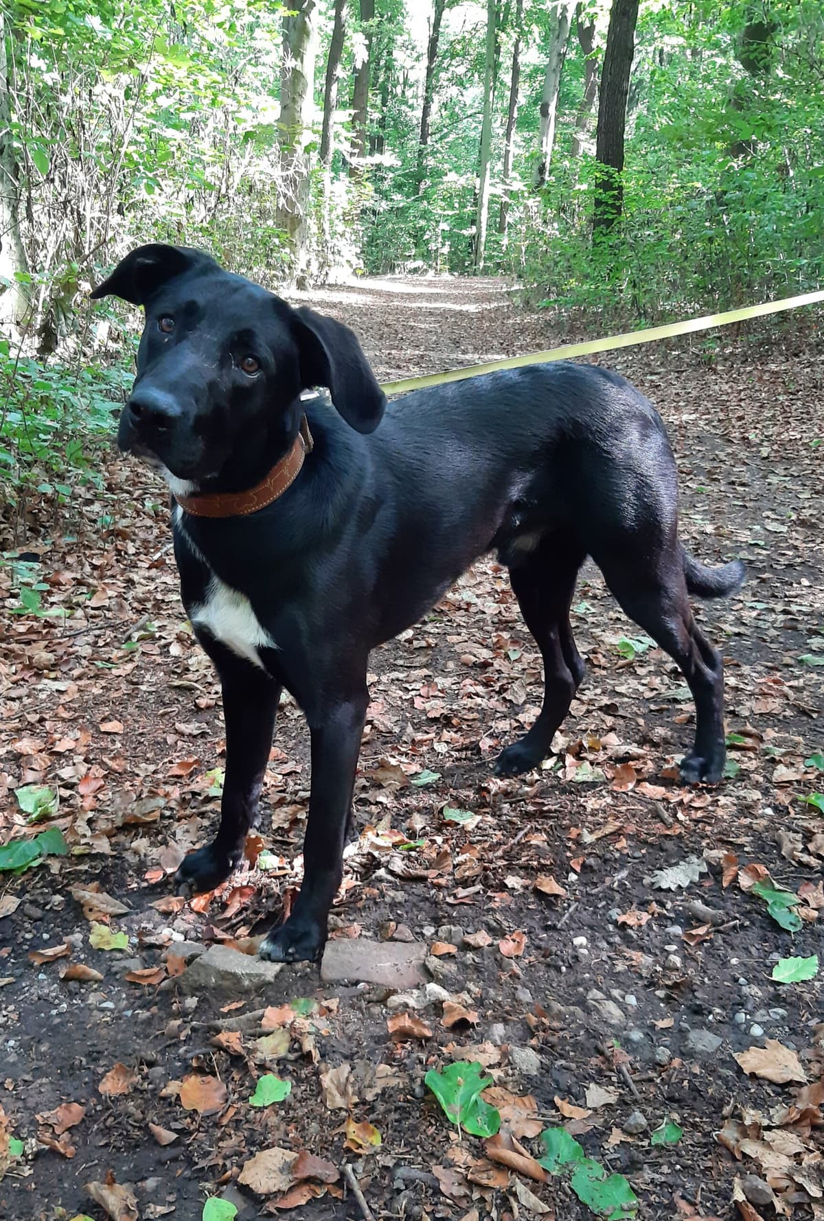 Aiko - Labrador Retriever - Bild 4