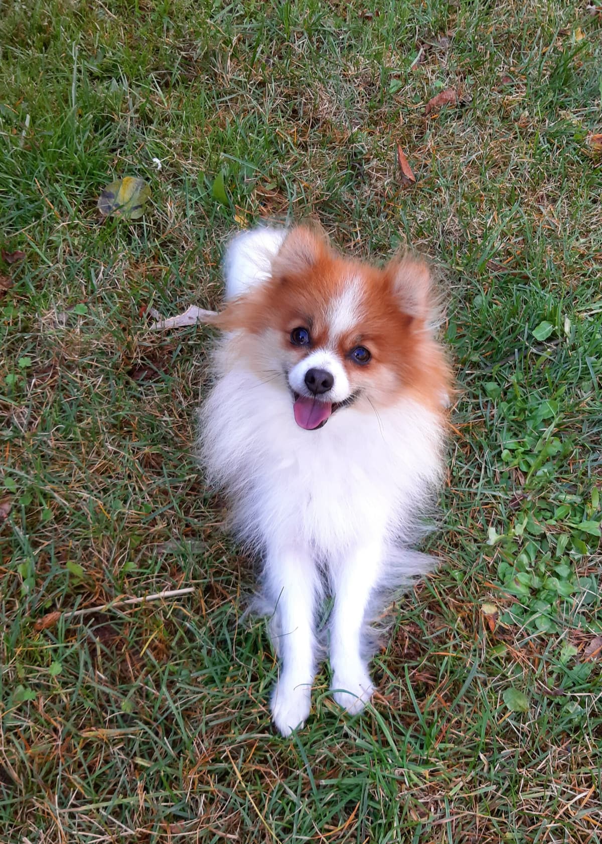 Princess - - Bild 6
