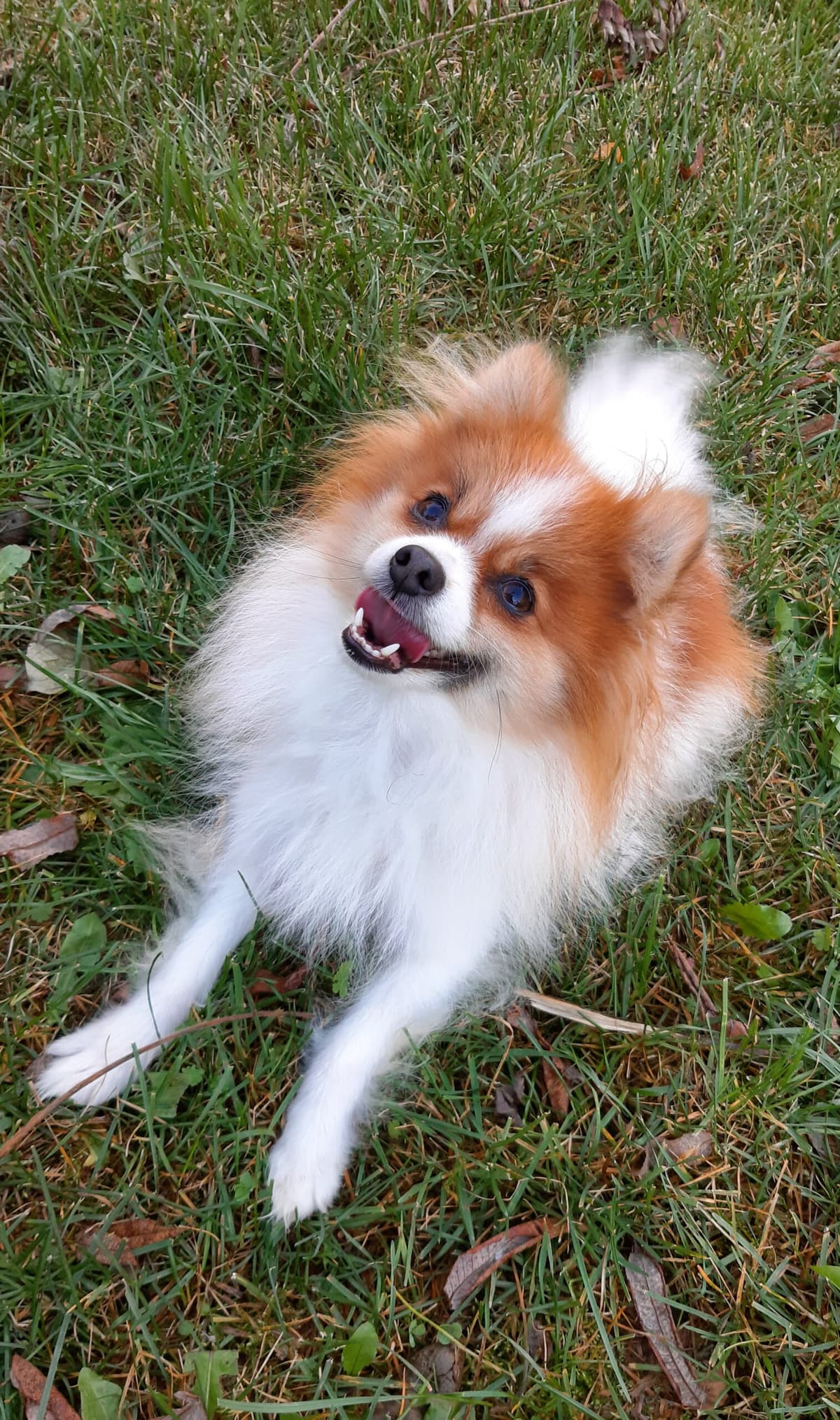 Princess - - Bild 2