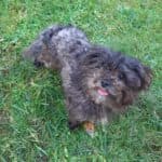 Sparky - - Bild 7