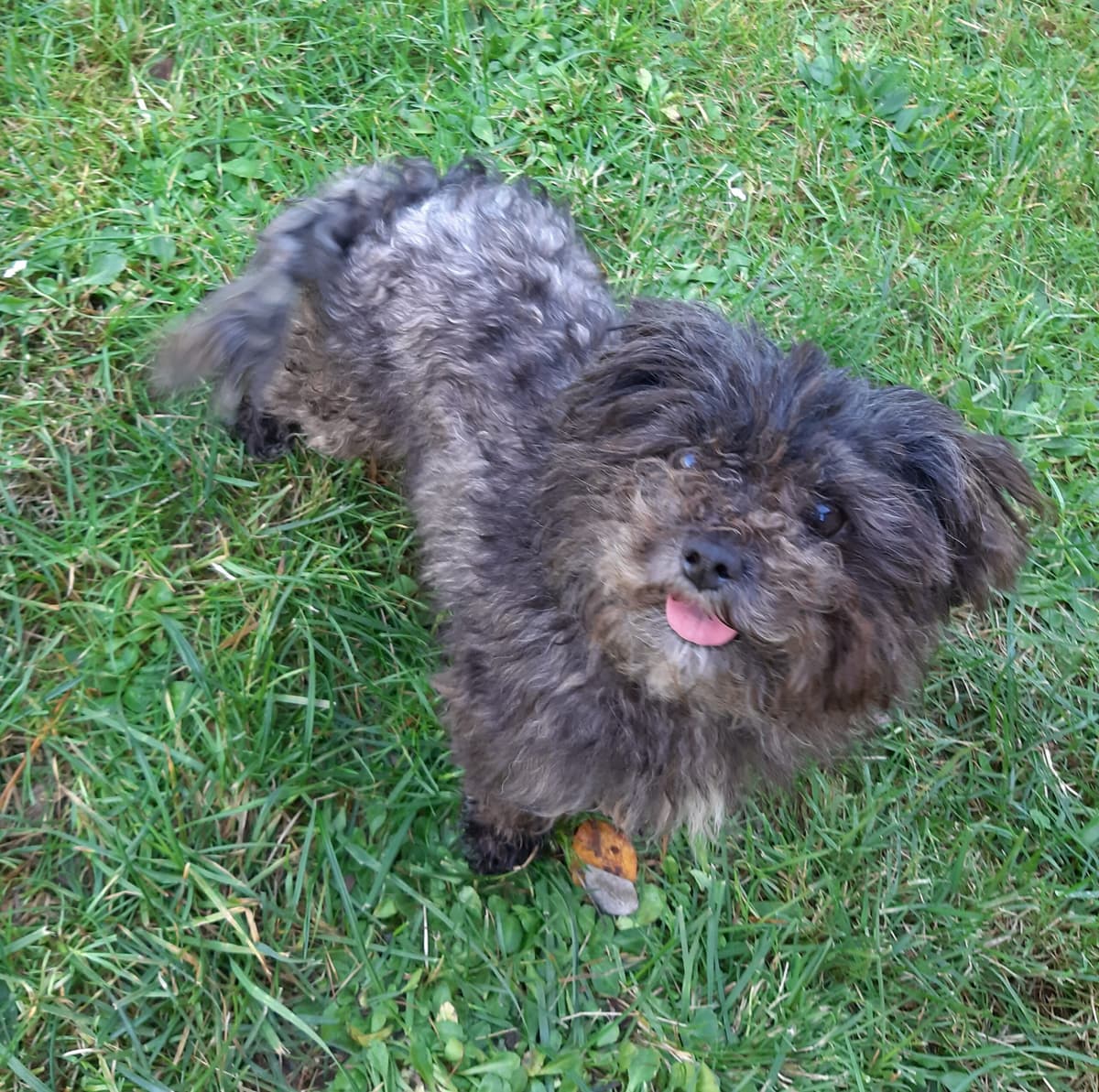 Sparky - - Bild 6