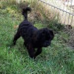 Sparky - - Bild 9