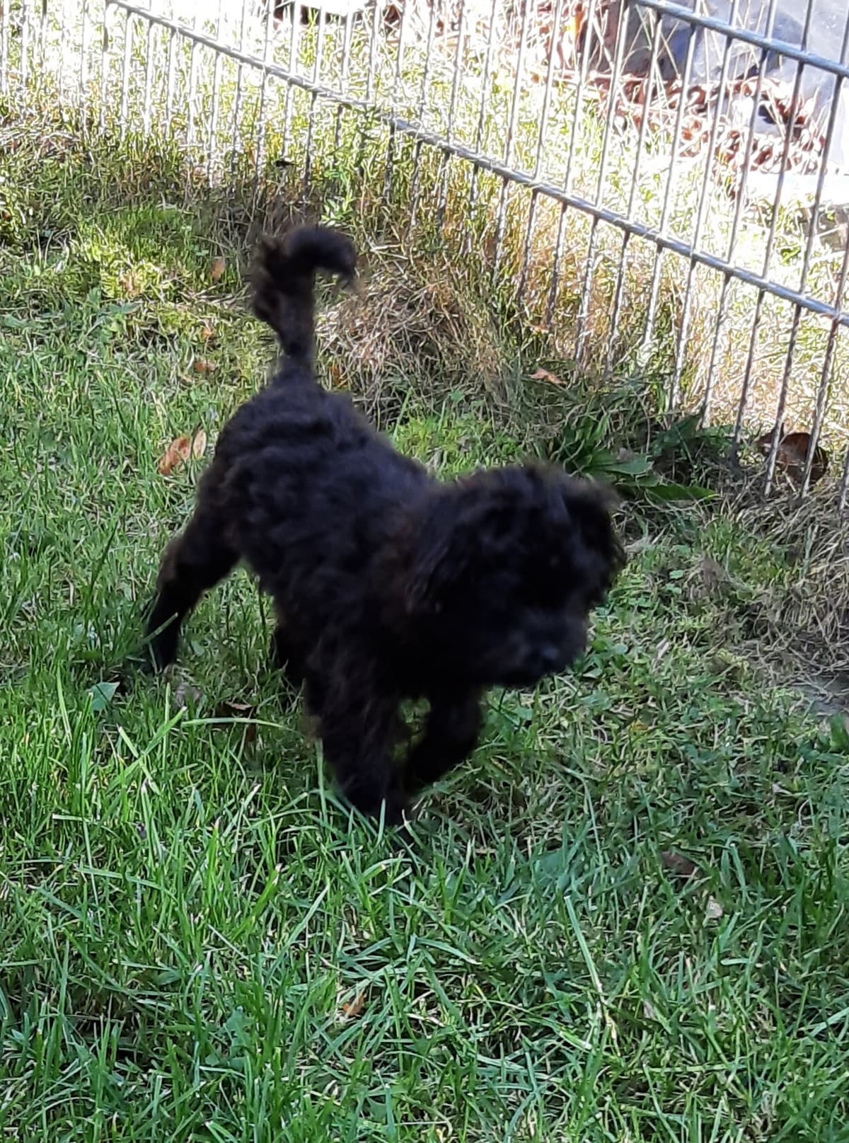 Sparky - - Bild 8