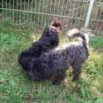 Sparky - - Bild 3