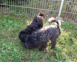 Sparky - - Bild 1
