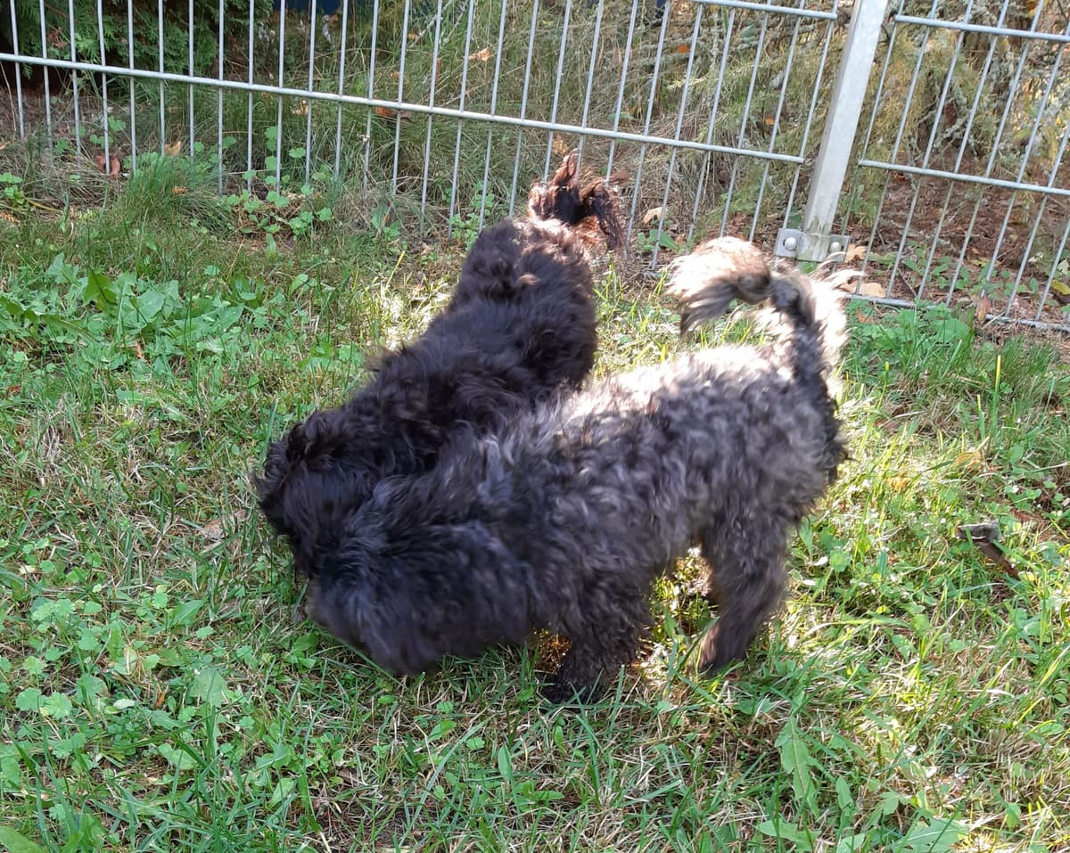 Sparky - - Bild 2