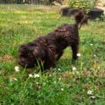 Sparky - - Bild 11