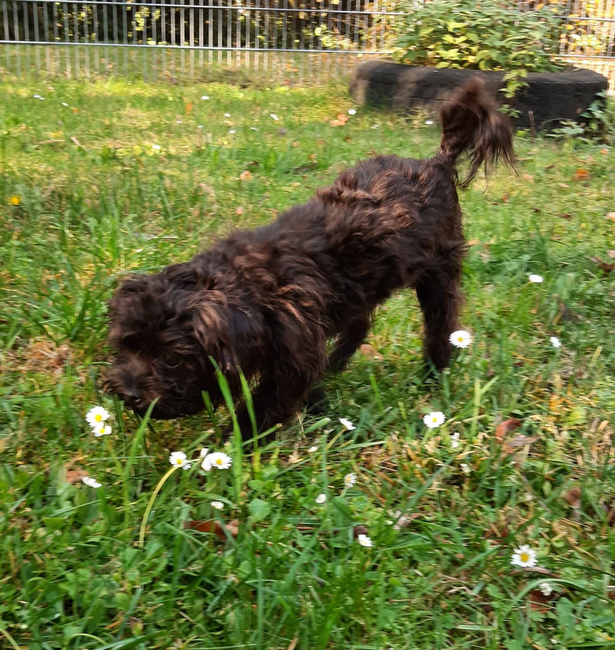 Sparky - - Bild 10