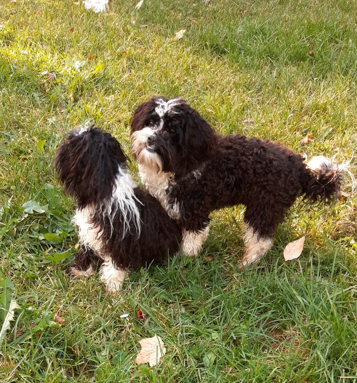 Bert - - Bild 4