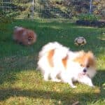 Princess - - Bild 5
