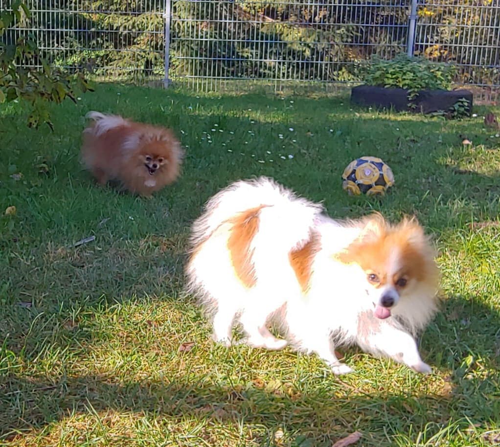 Princess - - Bild 4