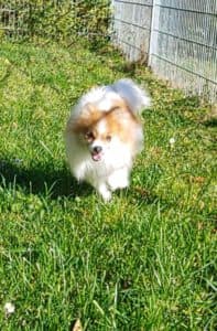 Princess - - Bild 1