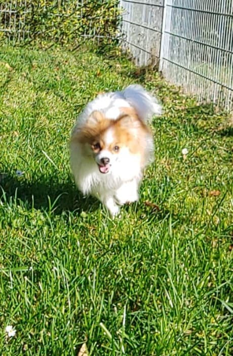 Princess - - Bild 10