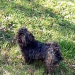 Sparky - - Bild 5