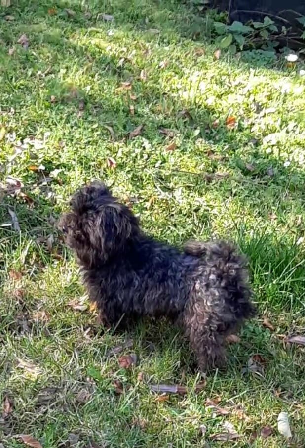 Sparky - - Bild 4