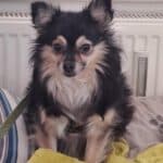 Schnappi - Chihuahua - Bild 5