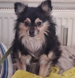 Schnappi - Chihuahua - Bild 1