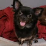 Amelie - Chihuahua - Bild 3