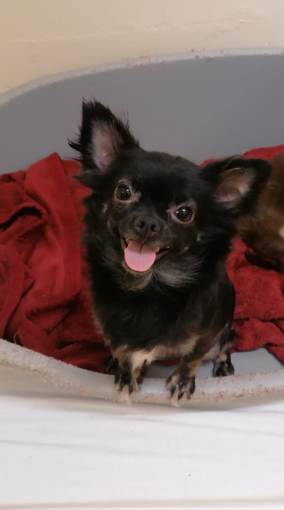 Amelie - Chihuahua - Bild 2