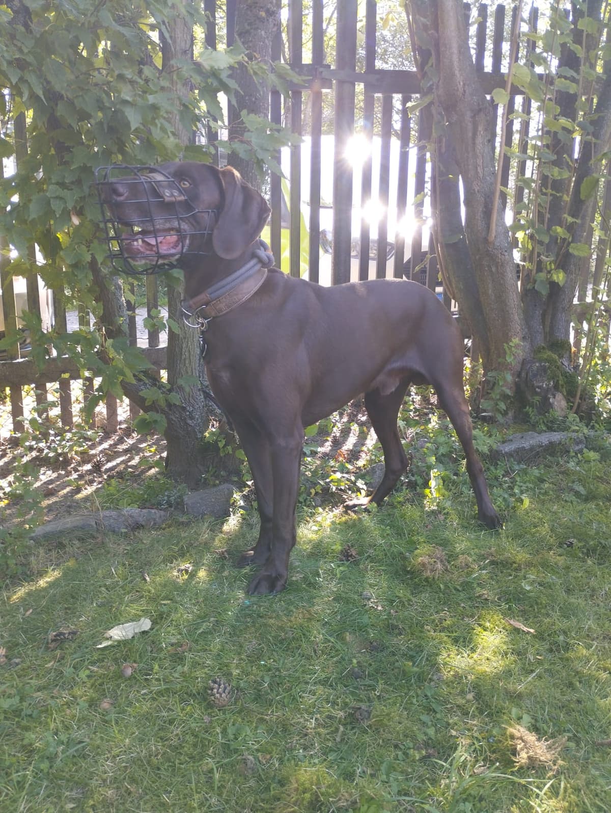 Buddy - - Bild 7