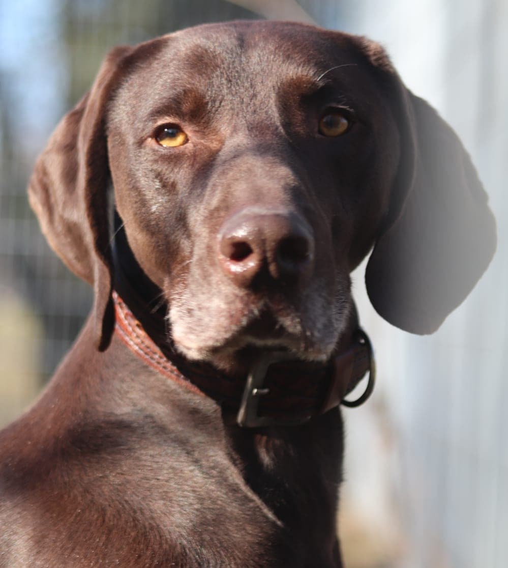 Buddy - - Bild 2