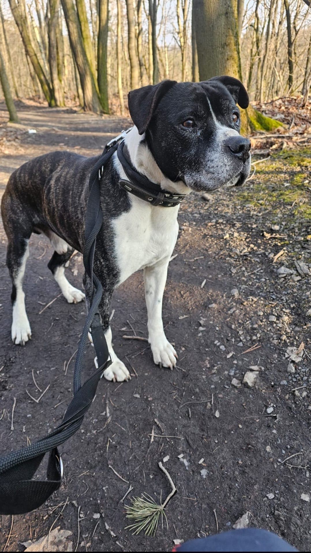 Santos - American Staffordshire Terrier - Bild 2