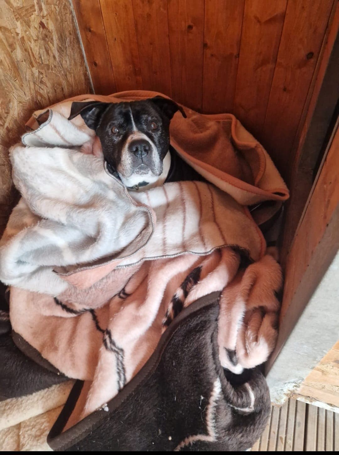 Santos - American Staffordshire Terrier - Bild 1