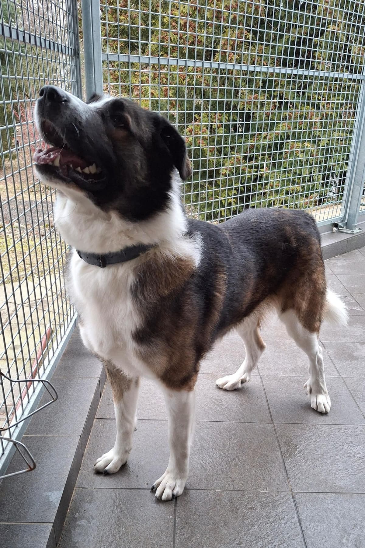 Lennart (Lenny) - - Bild 5