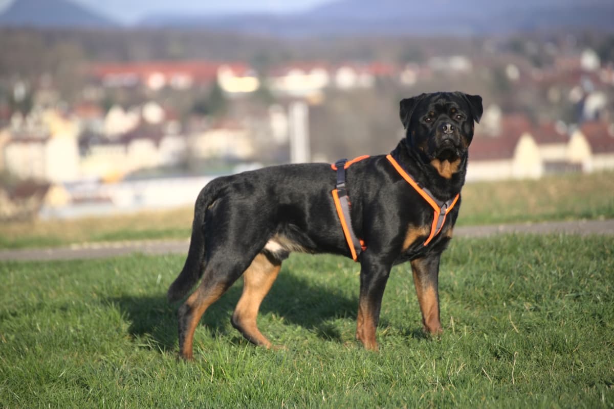 Rottweiler - Rottweiler - Bild 3