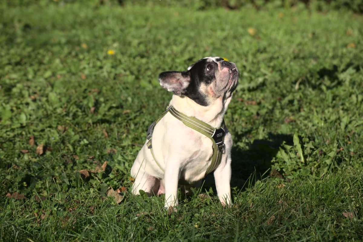 Gina - Französische Bulldogge - Bild 6